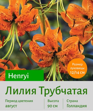  Трубчатая лилия Henryi